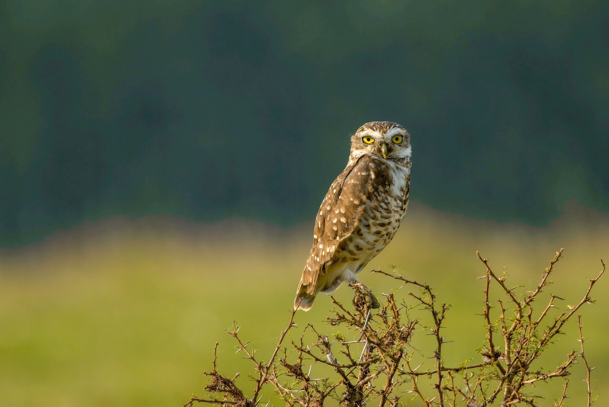 Burrowing Owl - ML615928697