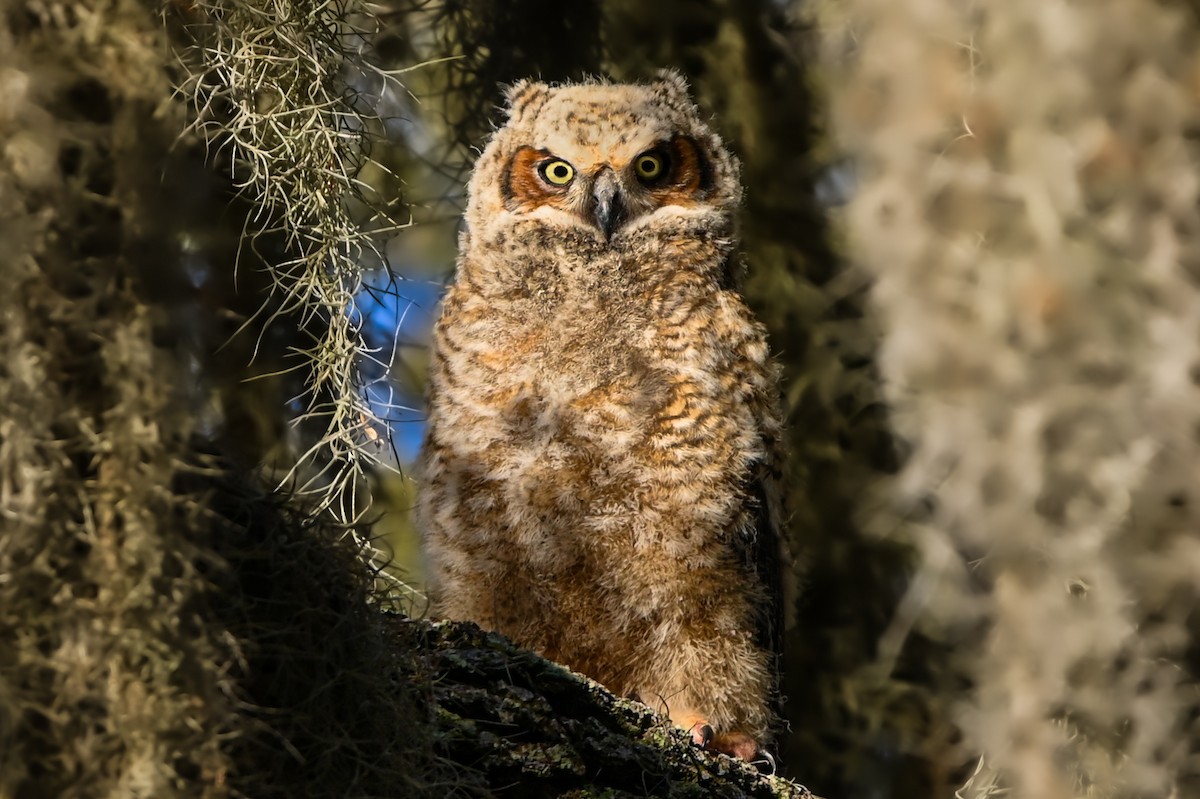 Great Horned Owl - ML615928737
