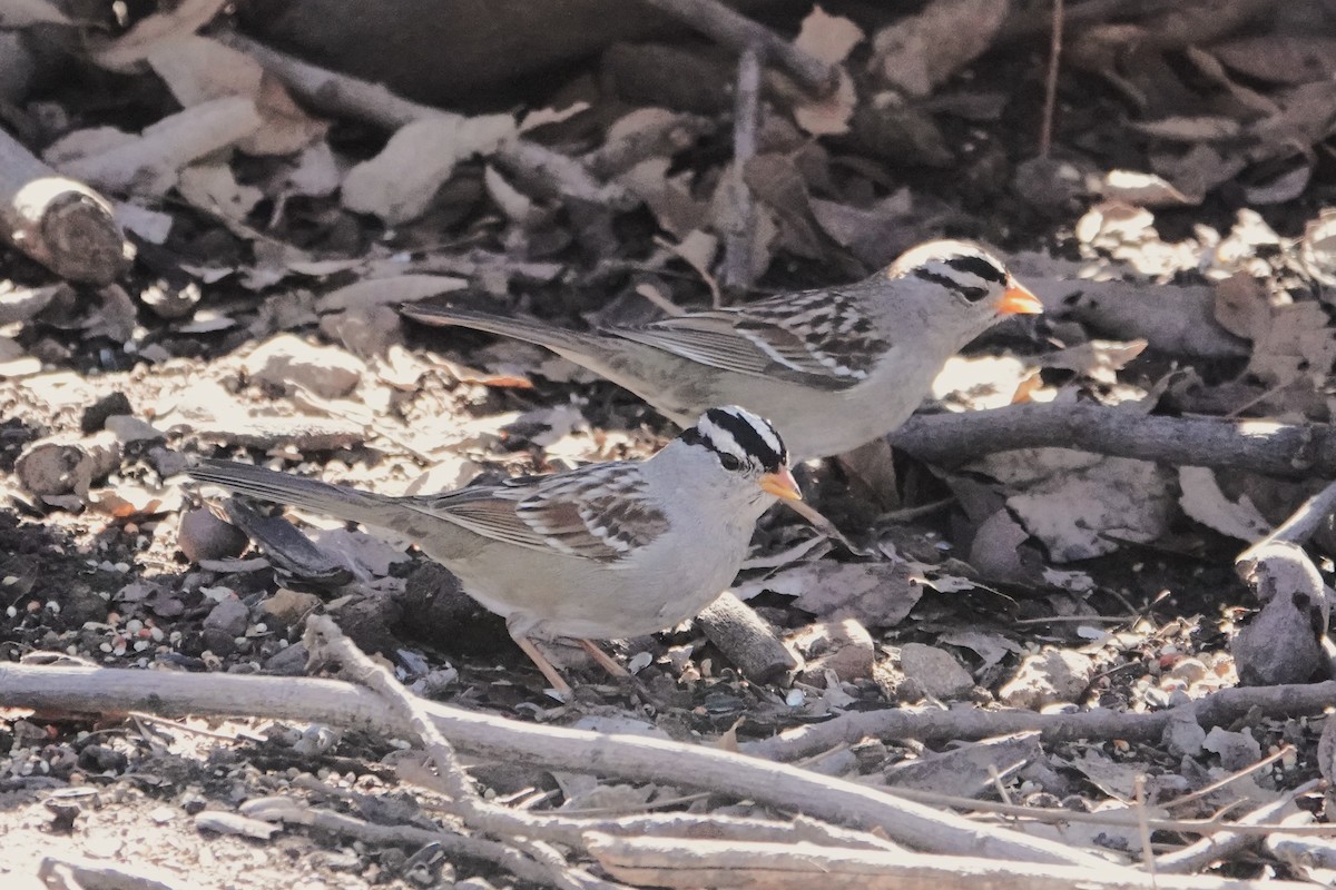 White-crowned Sparrow - ML615928765