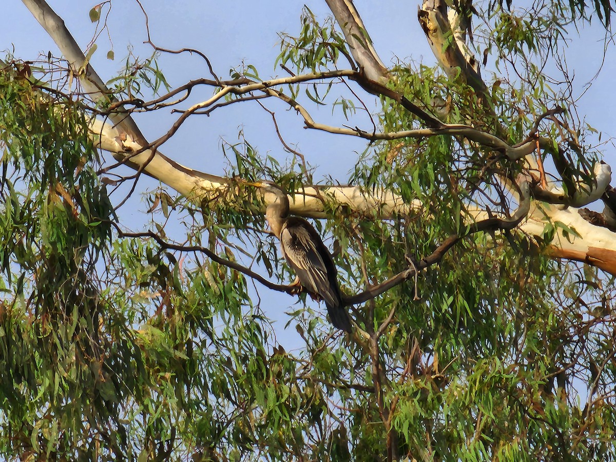 Austral-Schlangenhalsvogel - ML615928771