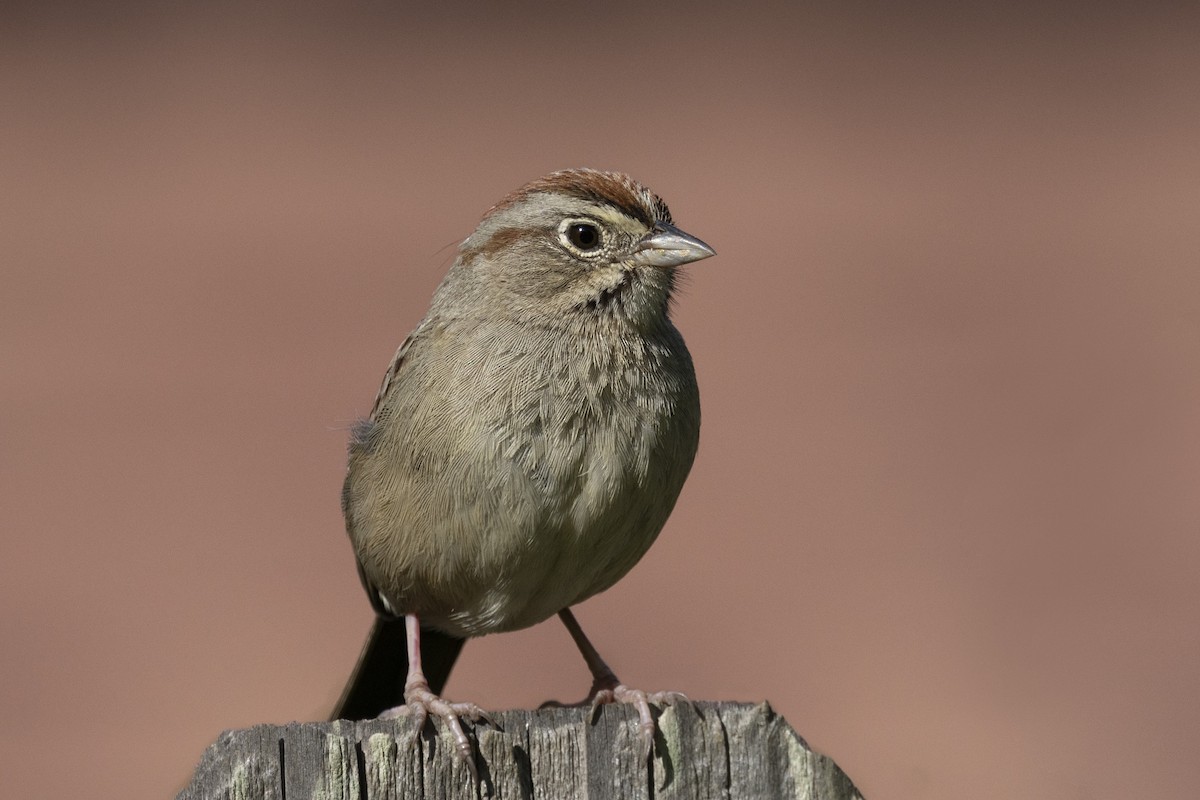 Rufous-crowned Sparrow - ML615928872