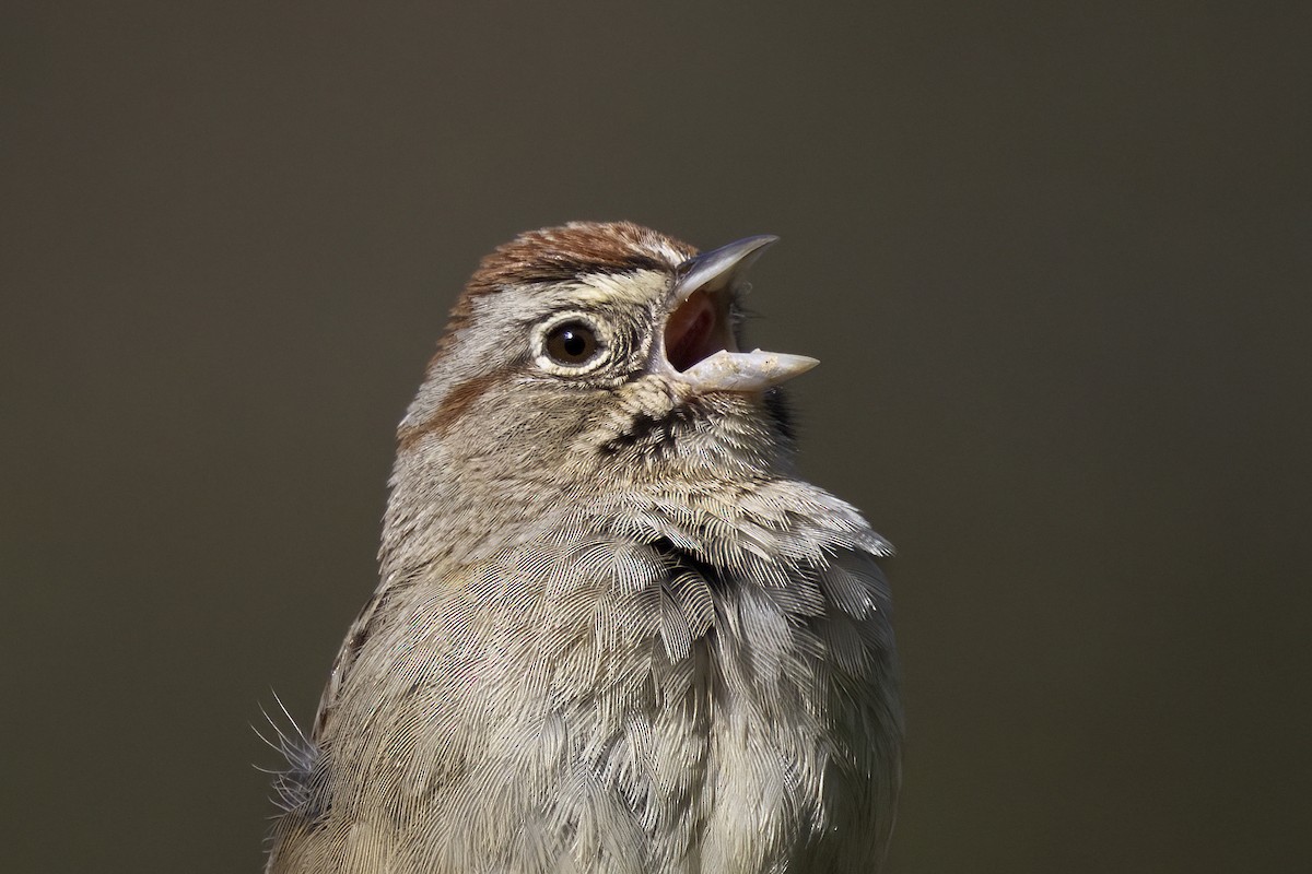 Rufous-crowned Sparrow - ML615928876