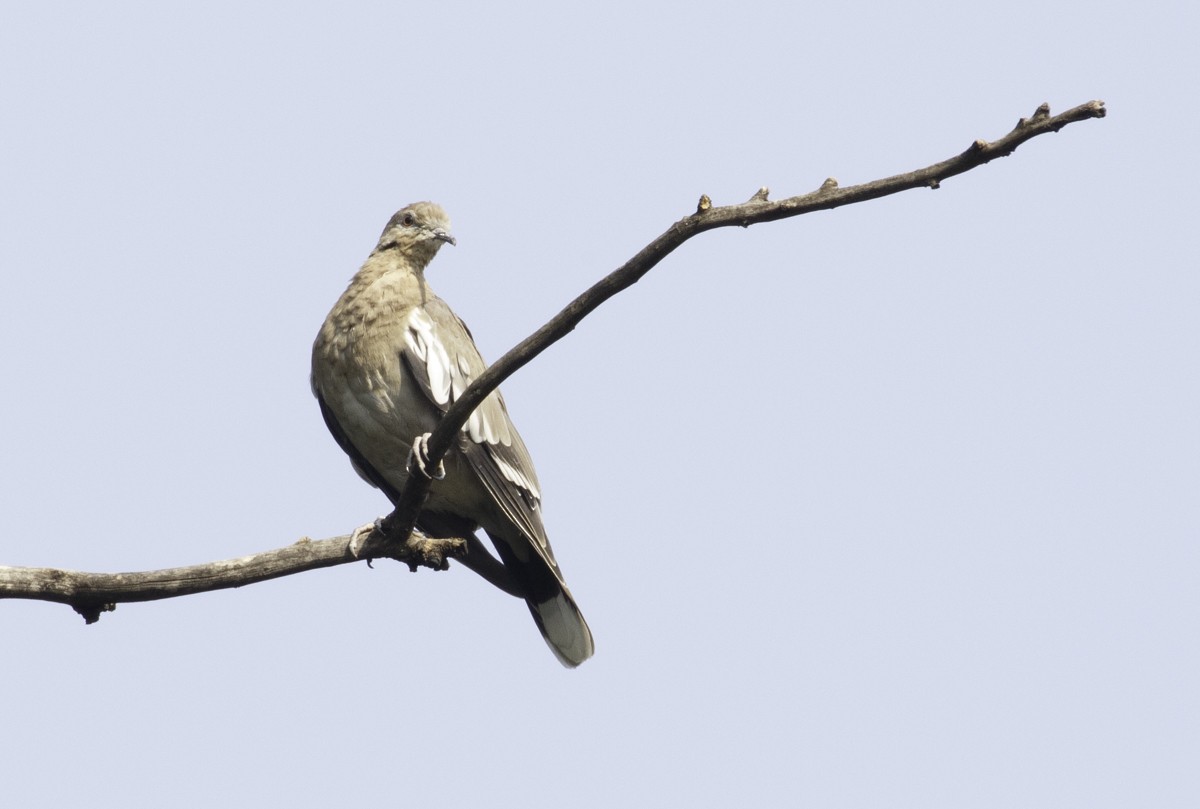 White-winged Dove - ML615928887