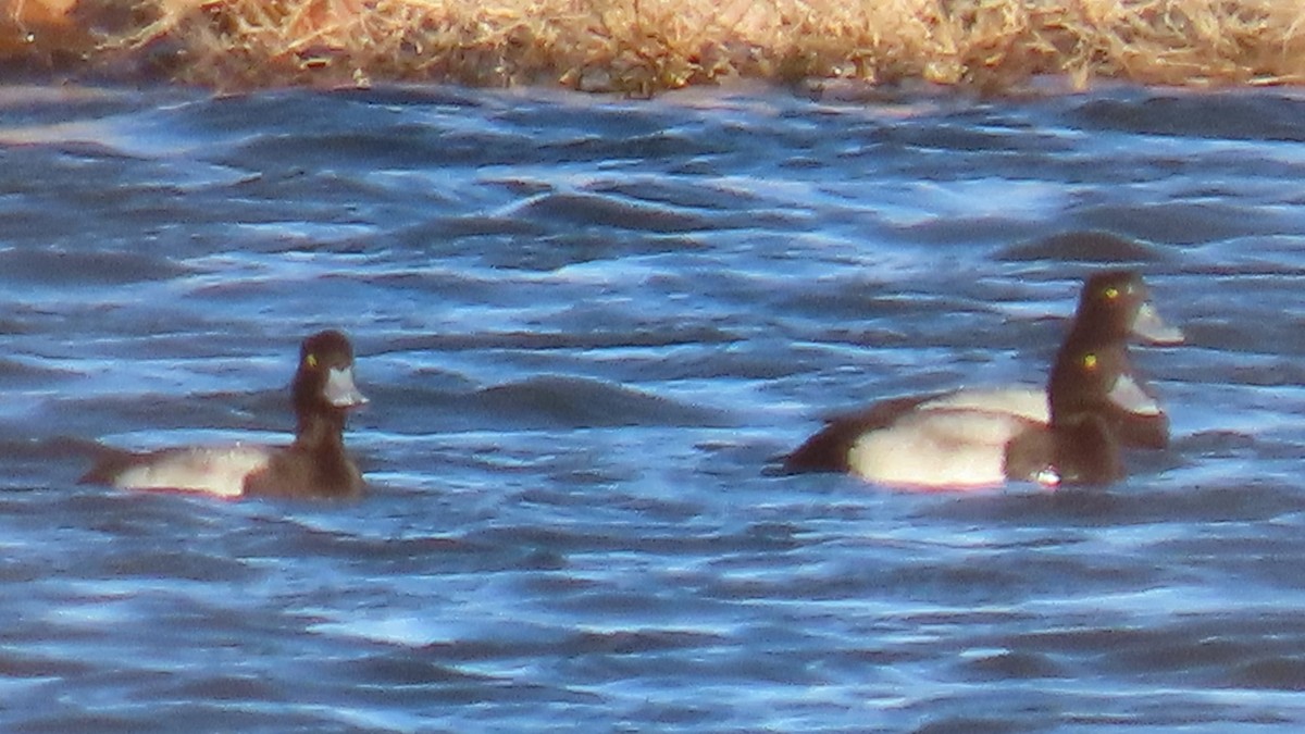 Greater Scaup - ML615928890