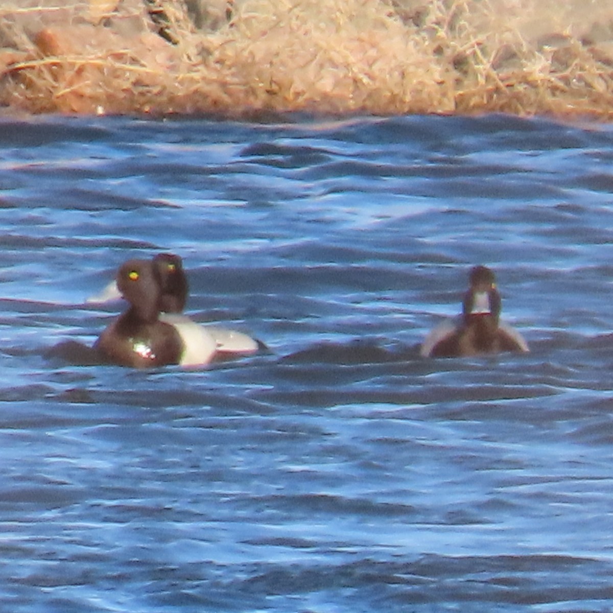 Greater Scaup - ML615928891