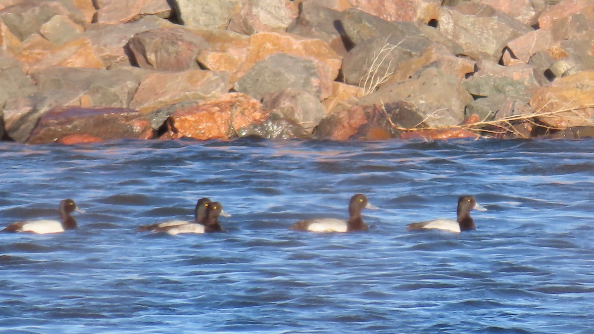 Greater Scaup - ML615928892