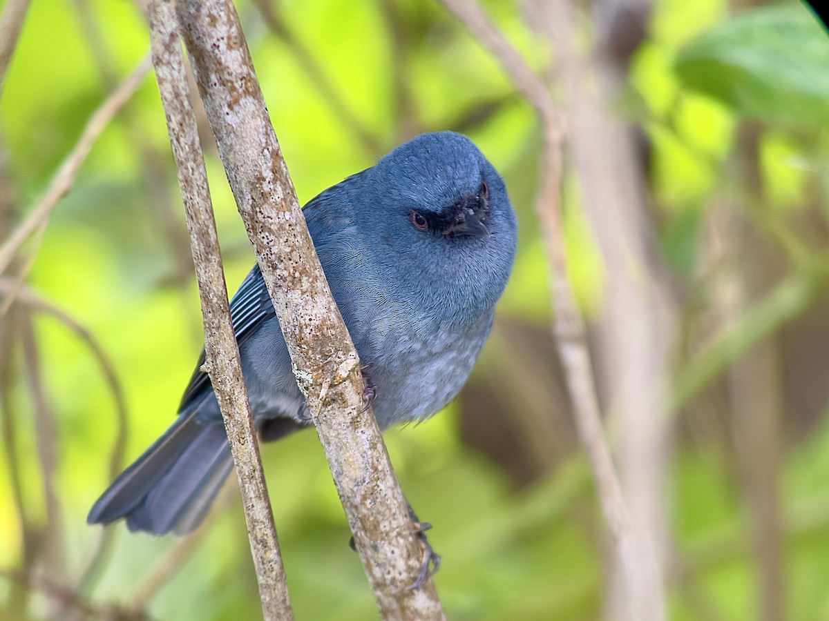 Bluish Flowerpiercer - William Orellana (Beaks and Peaks)