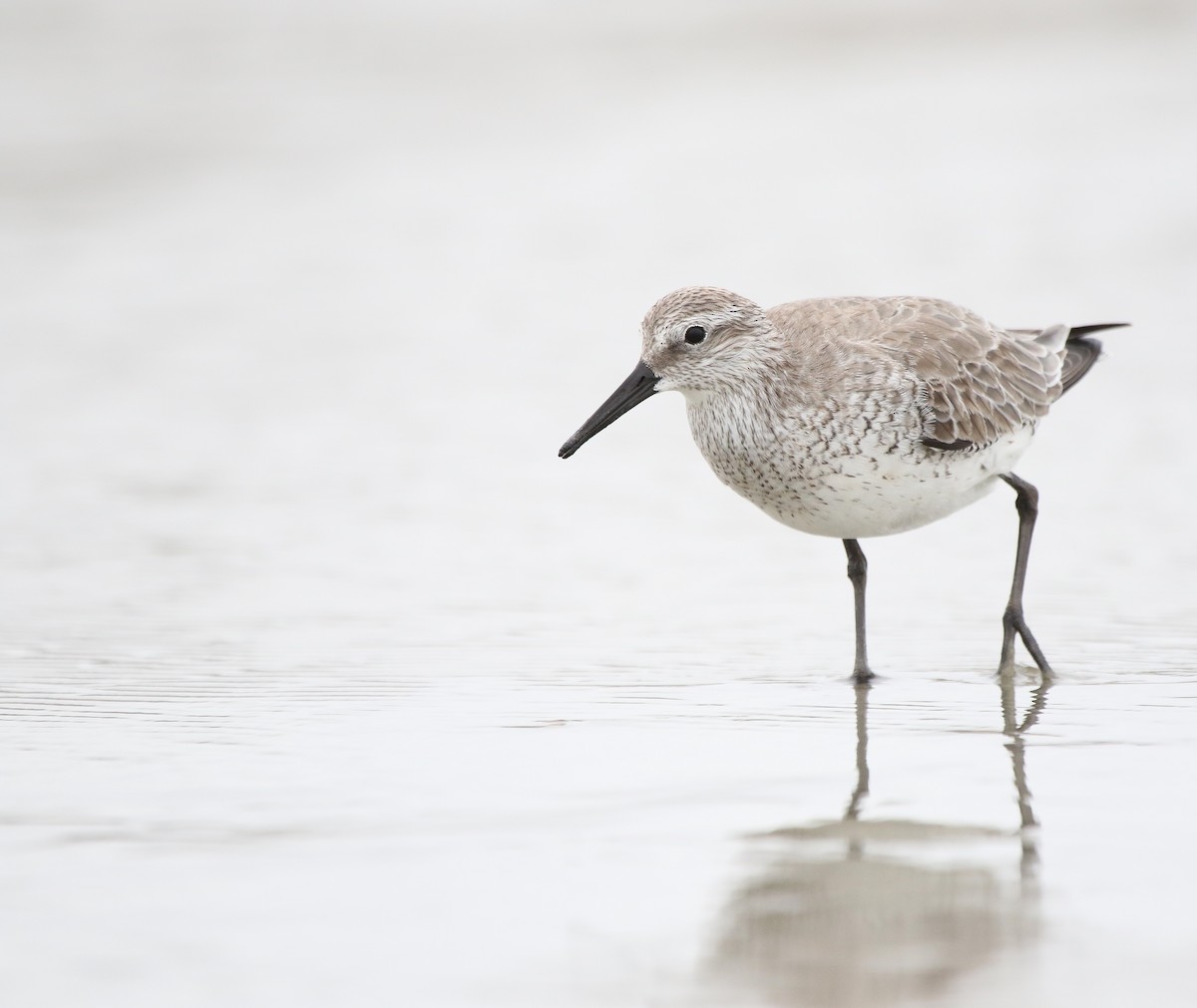 Red Knot - ML615929019