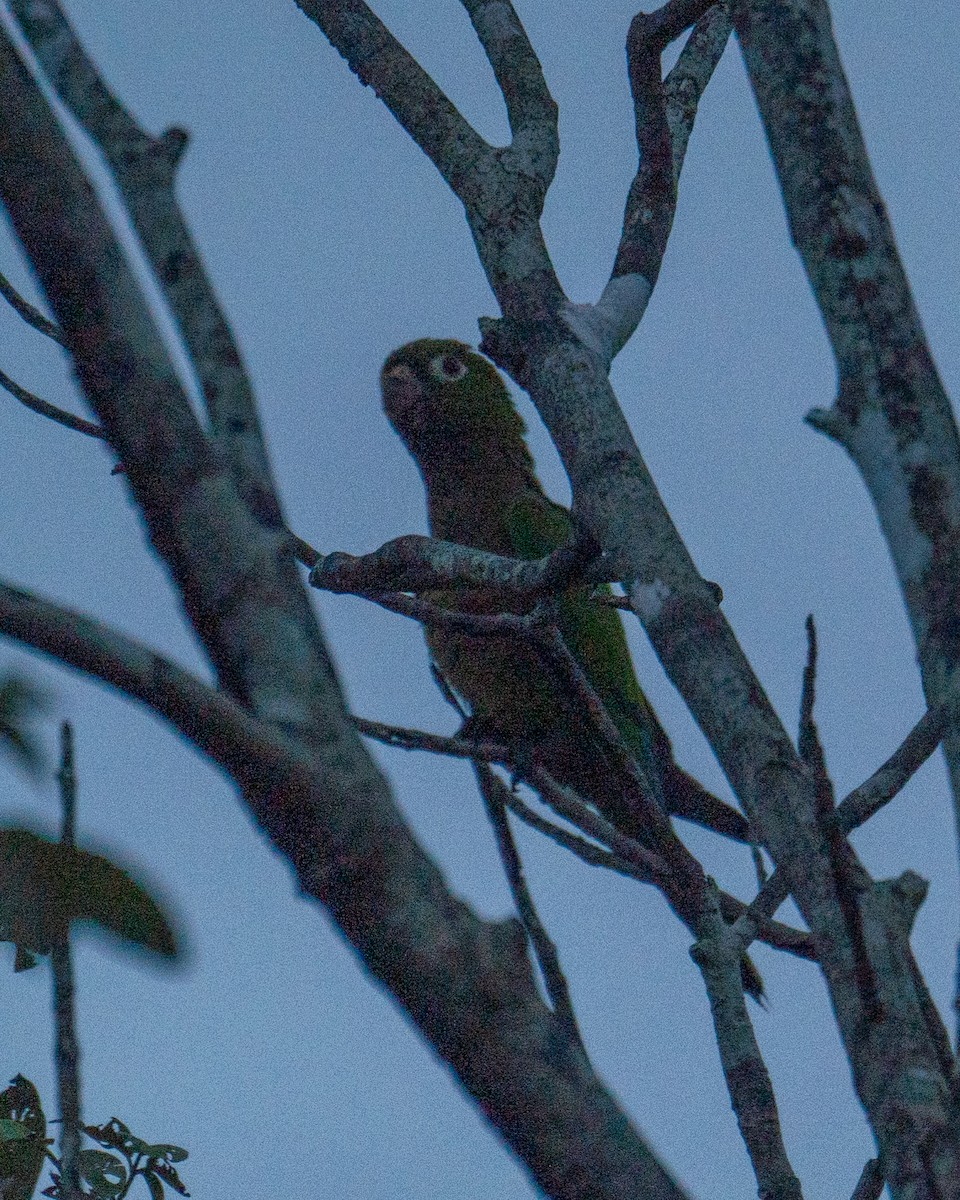 Olive-throated Parakeet (Aztec) - Aniruddha Joshi