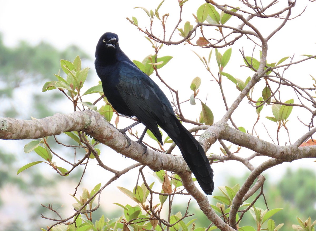 Great-tailed Grackle - ML615929156