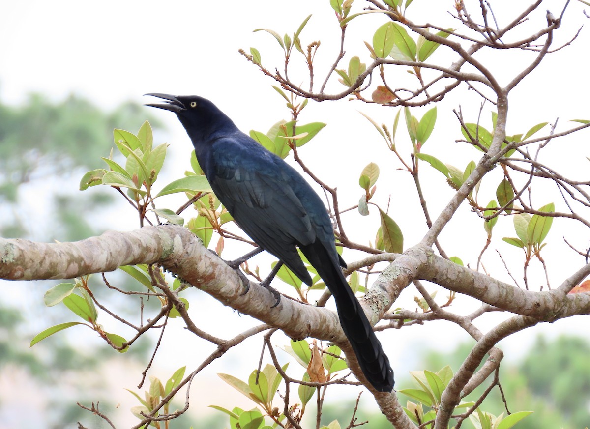 Great-tailed Grackle - ML615929157