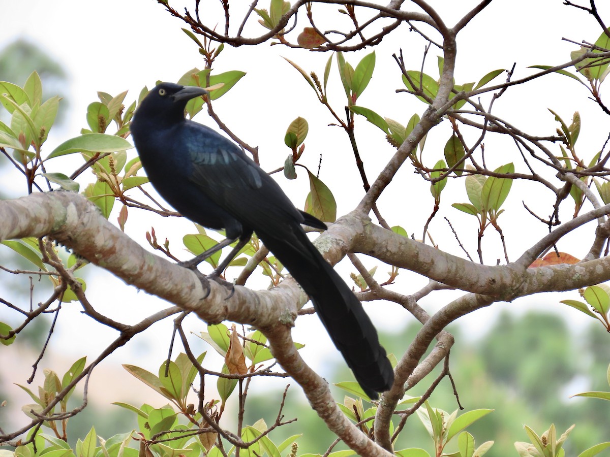 Great-tailed Grackle - ML615929158
