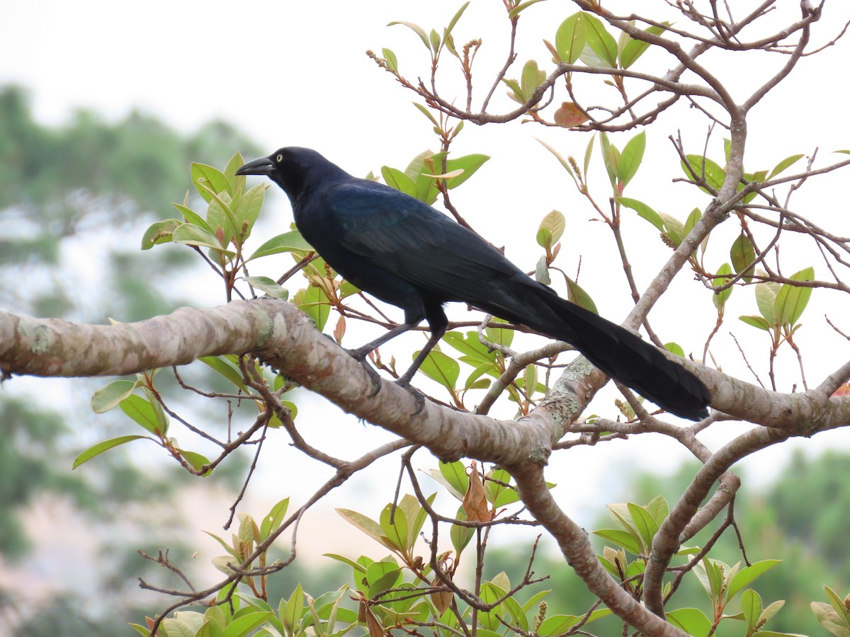 Great-tailed Grackle - ML615929159