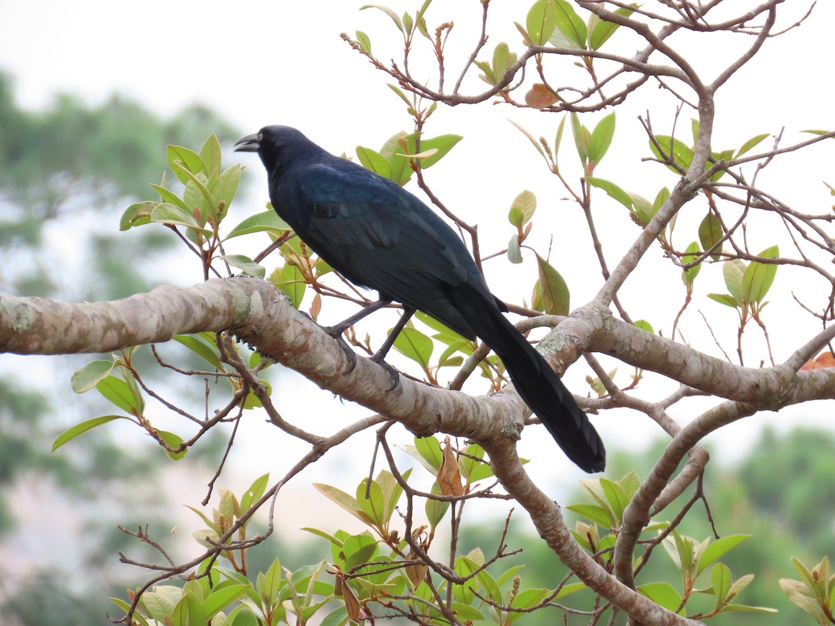 Great-tailed Grackle - ML615929161