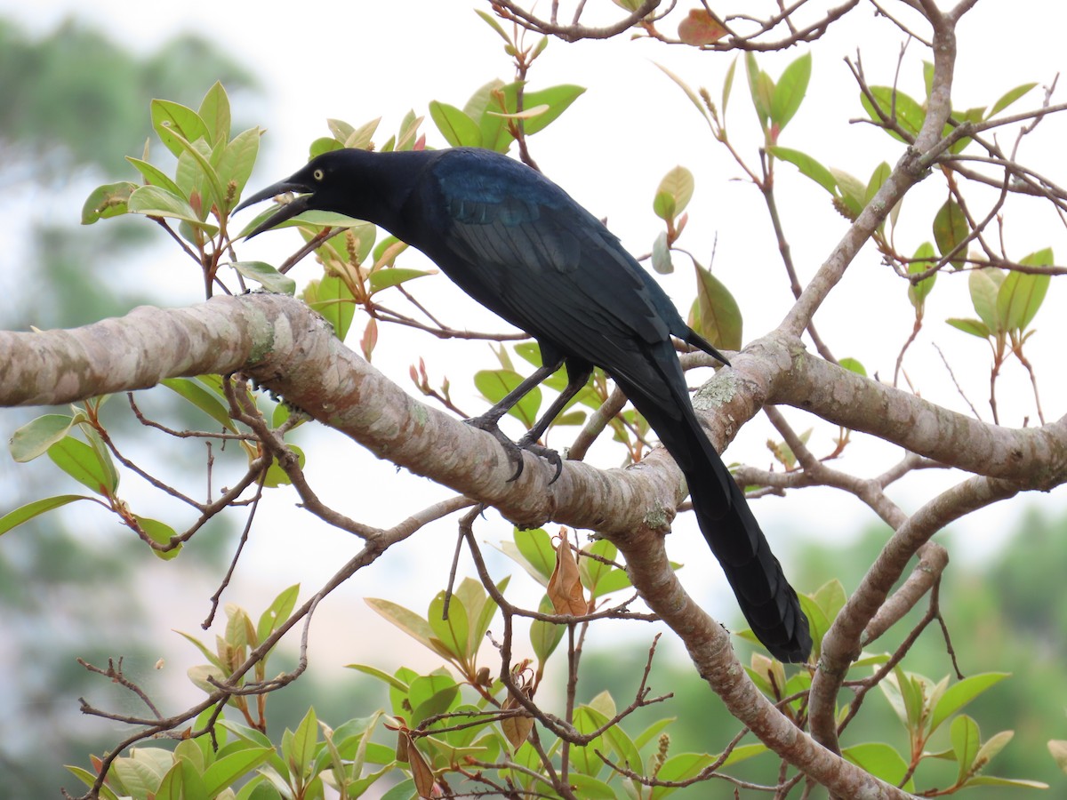 Great-tailed Grackle - ML615929162