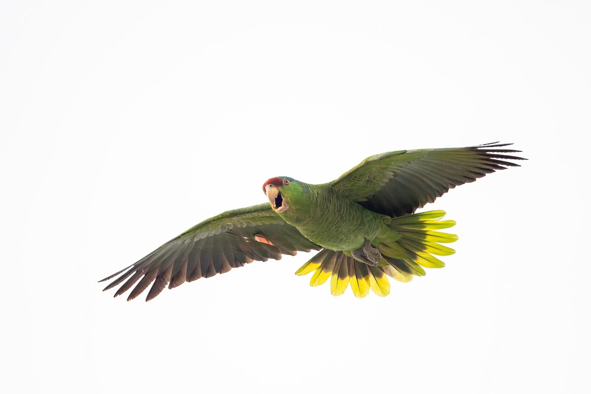 Red-crowned/Lilac-crowned Parrot - ML615929164