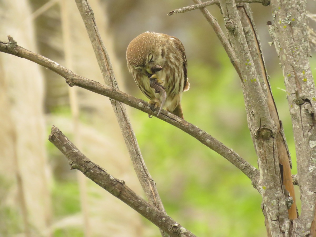 Ferruginous Pygmy-Owl - Diego Bastías Birding Guide