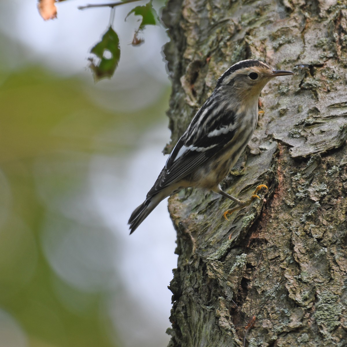 Black-and-white Warbler - ML615929256