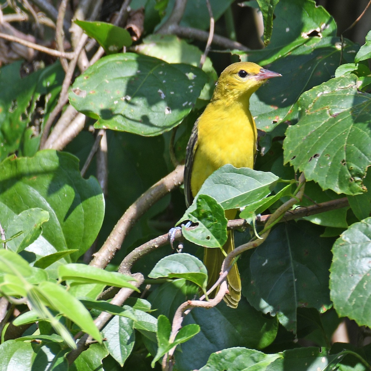 Orchard Oriole - ML615929268