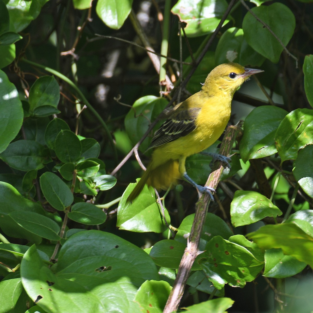 Orchard Oriole - ML615929270