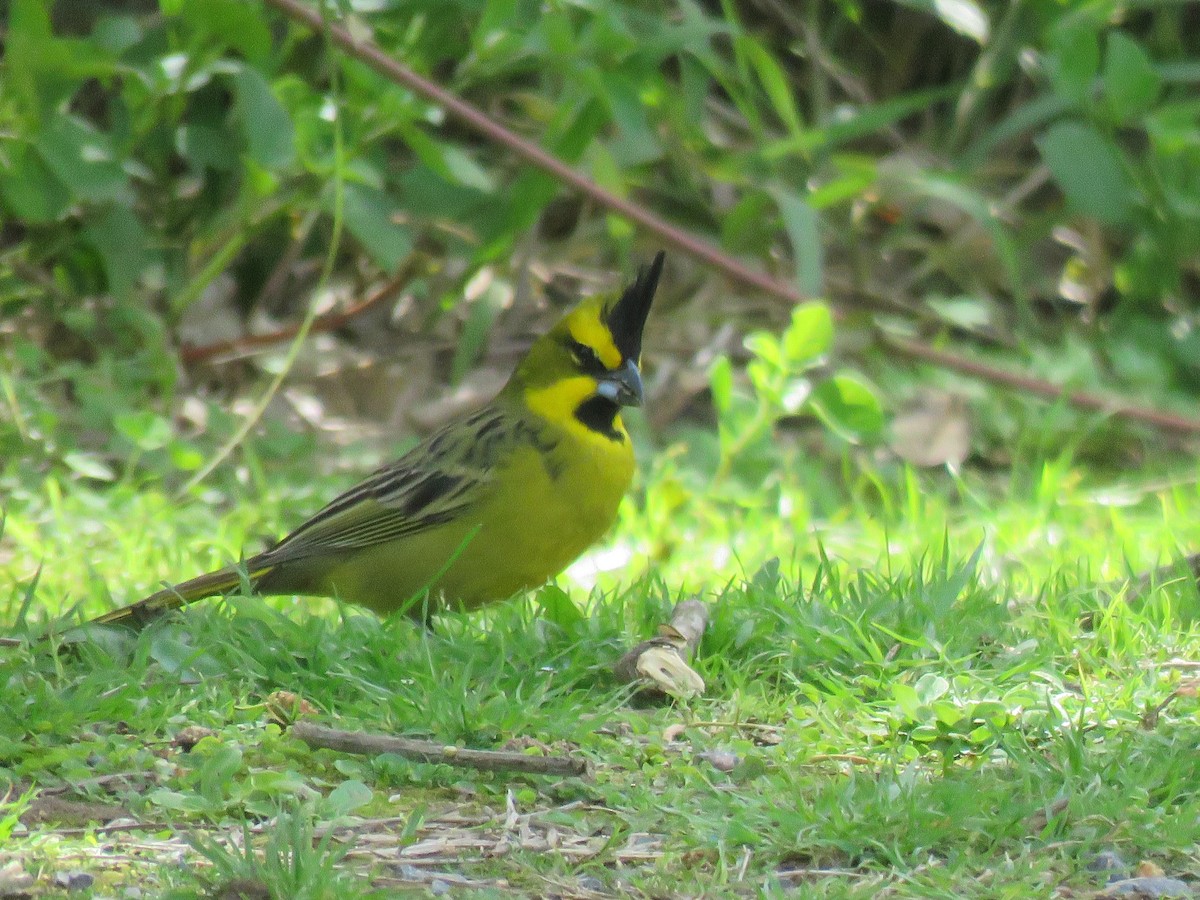 Yellow Cardinal - Diego Bastías Birding Guide