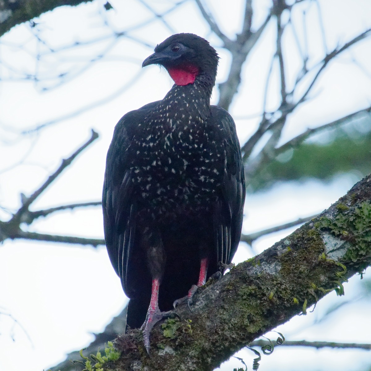 Crested Guan - ML615929386