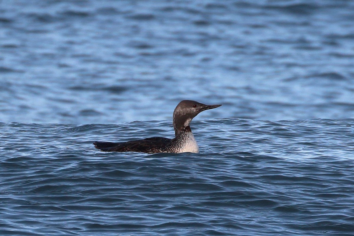 Red-throated Loon - ML615929523