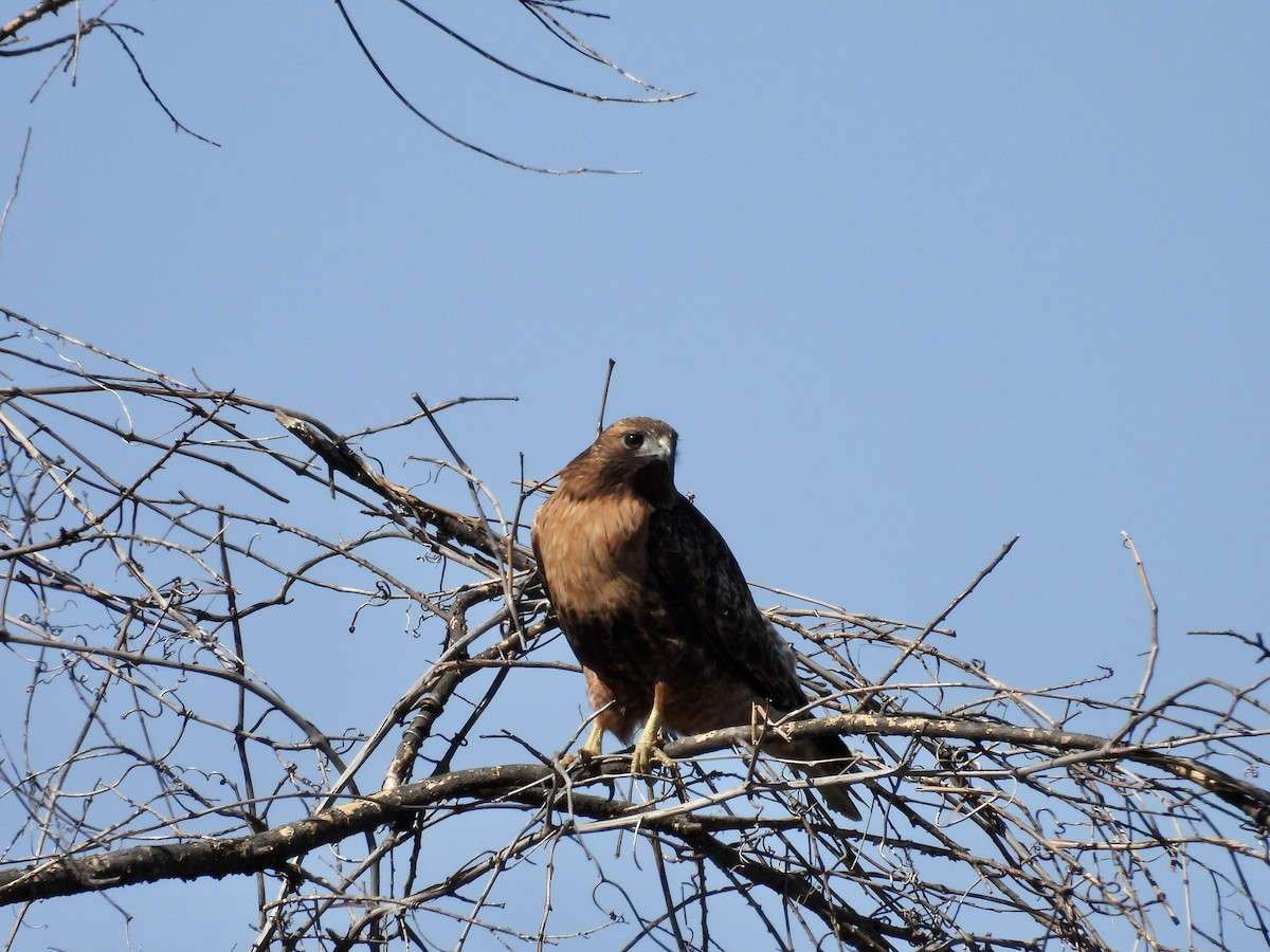 Red-tailed Hawk - ML615929538
