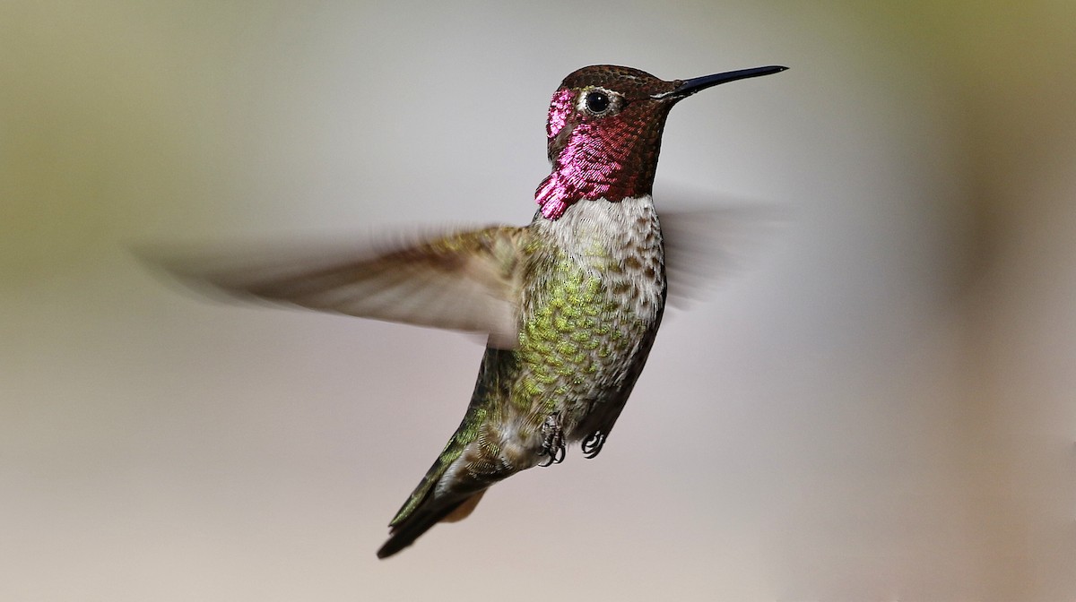 Anna's Hummingbird - ML615929578