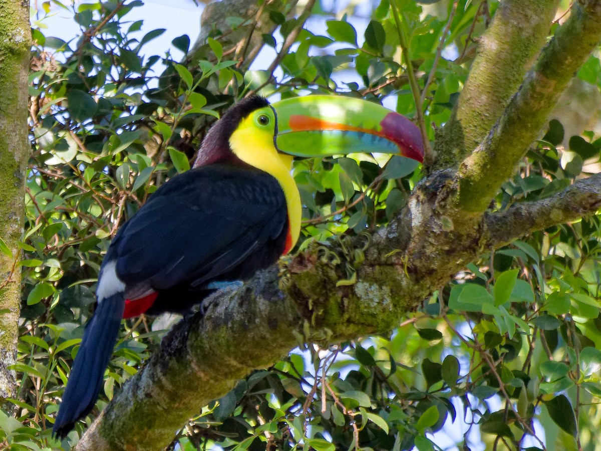 Keel-billed Toucan - Courtney Cameron