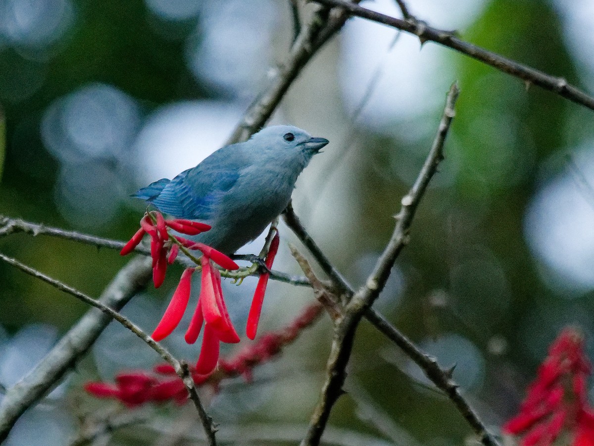 Blue-gray Tanager - ML615929684