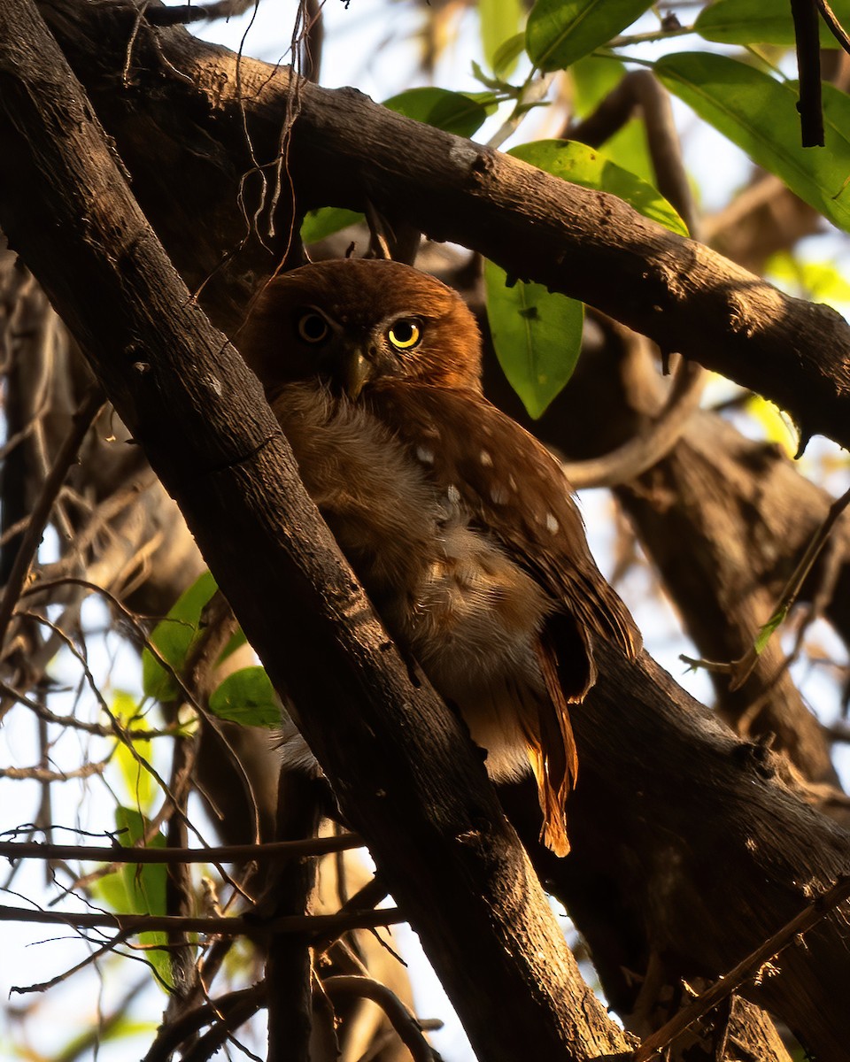 Ferruginous Pygmy-Owl - ML615929707