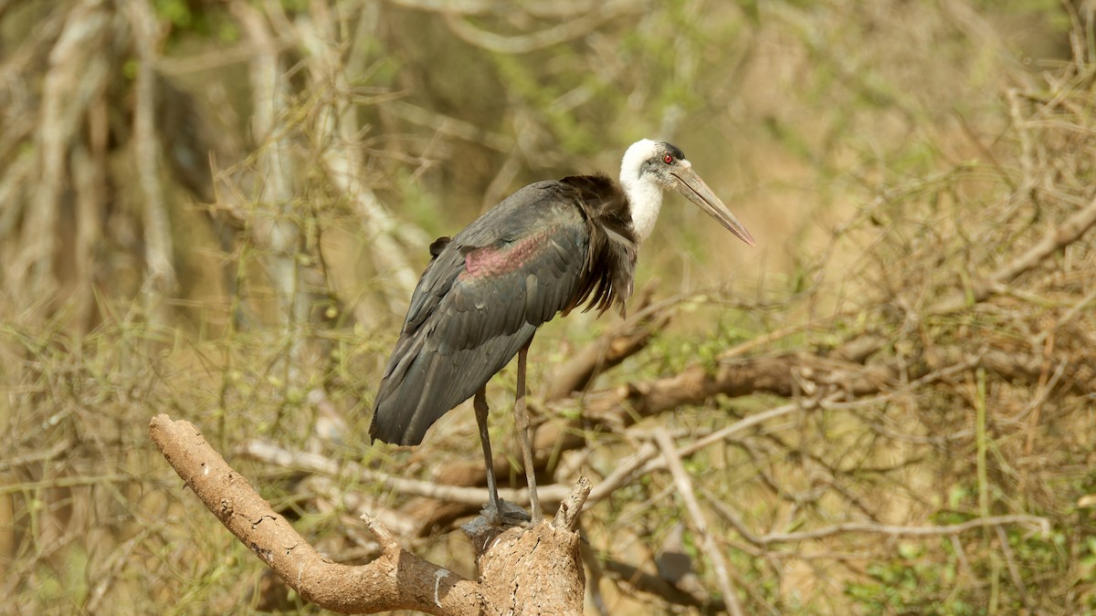 African Woolly-necked Stork - ML615929727