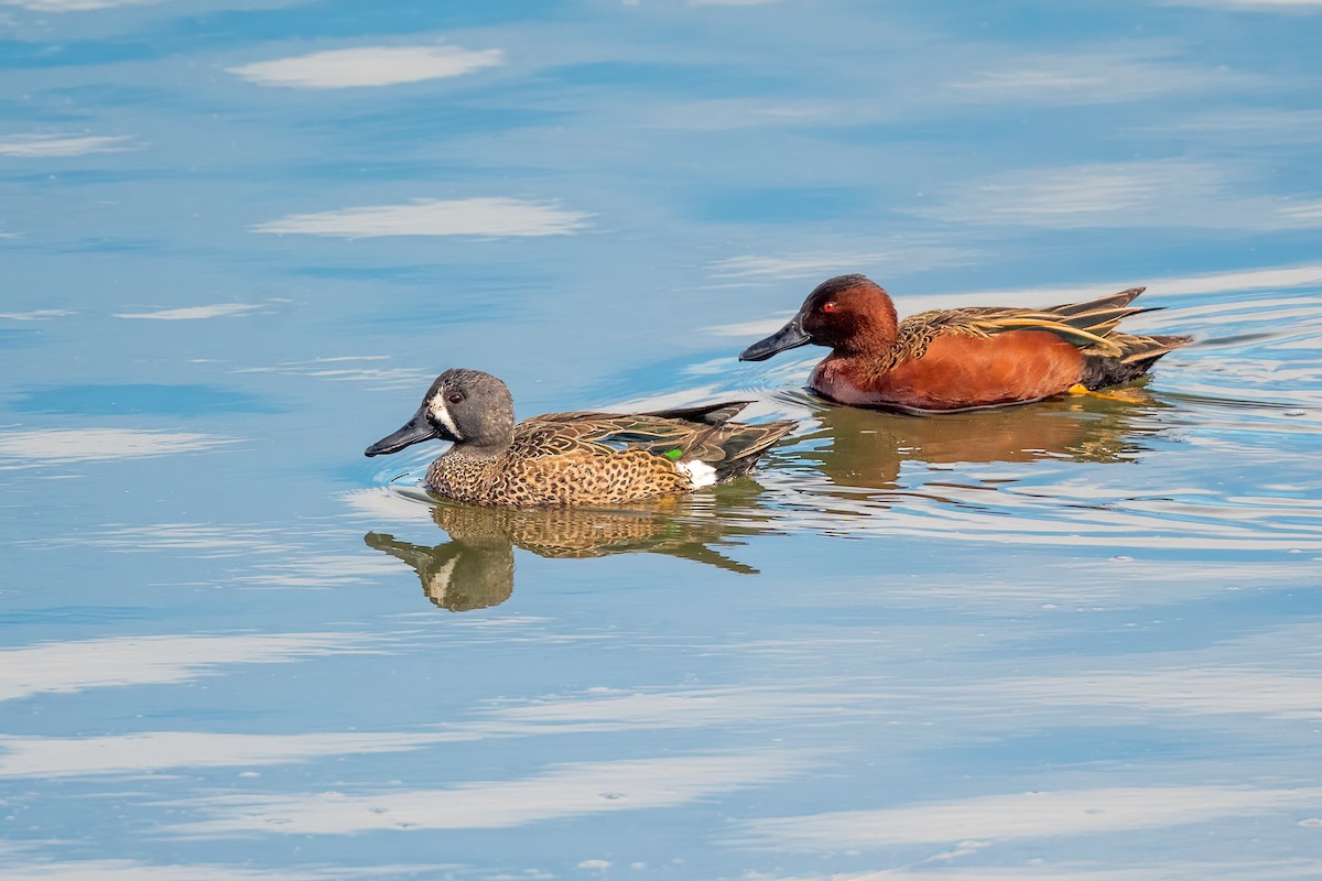 Blue-winged Teal - ML615929811