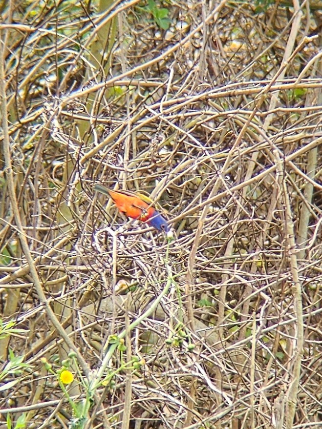 Painted Bunting - ML615929834