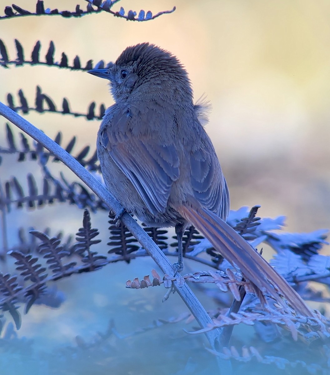 Perija Thistletail - William Orellana (Beaks and Peaks)