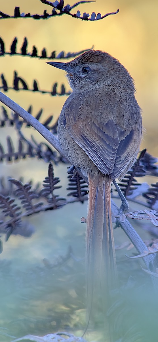 Perija Thistletail - William Orellana (Beaks and Peaks)