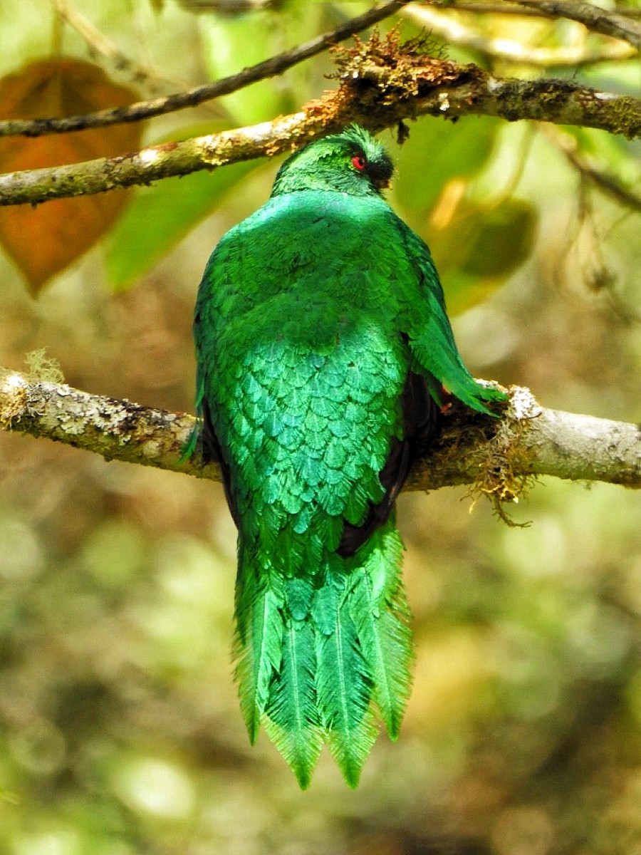 Crested Quetzal - ML615929883