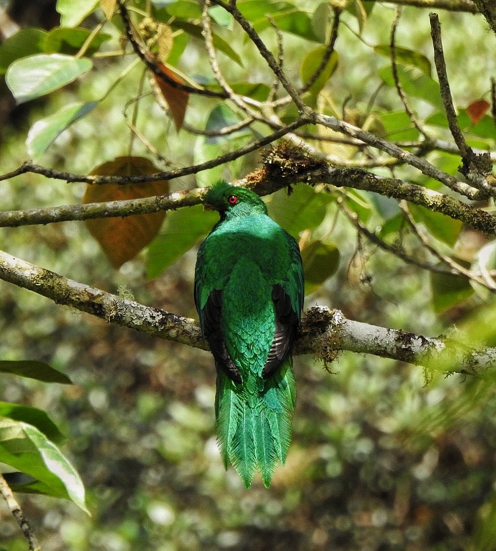 Crested Quetzal - ML615929908