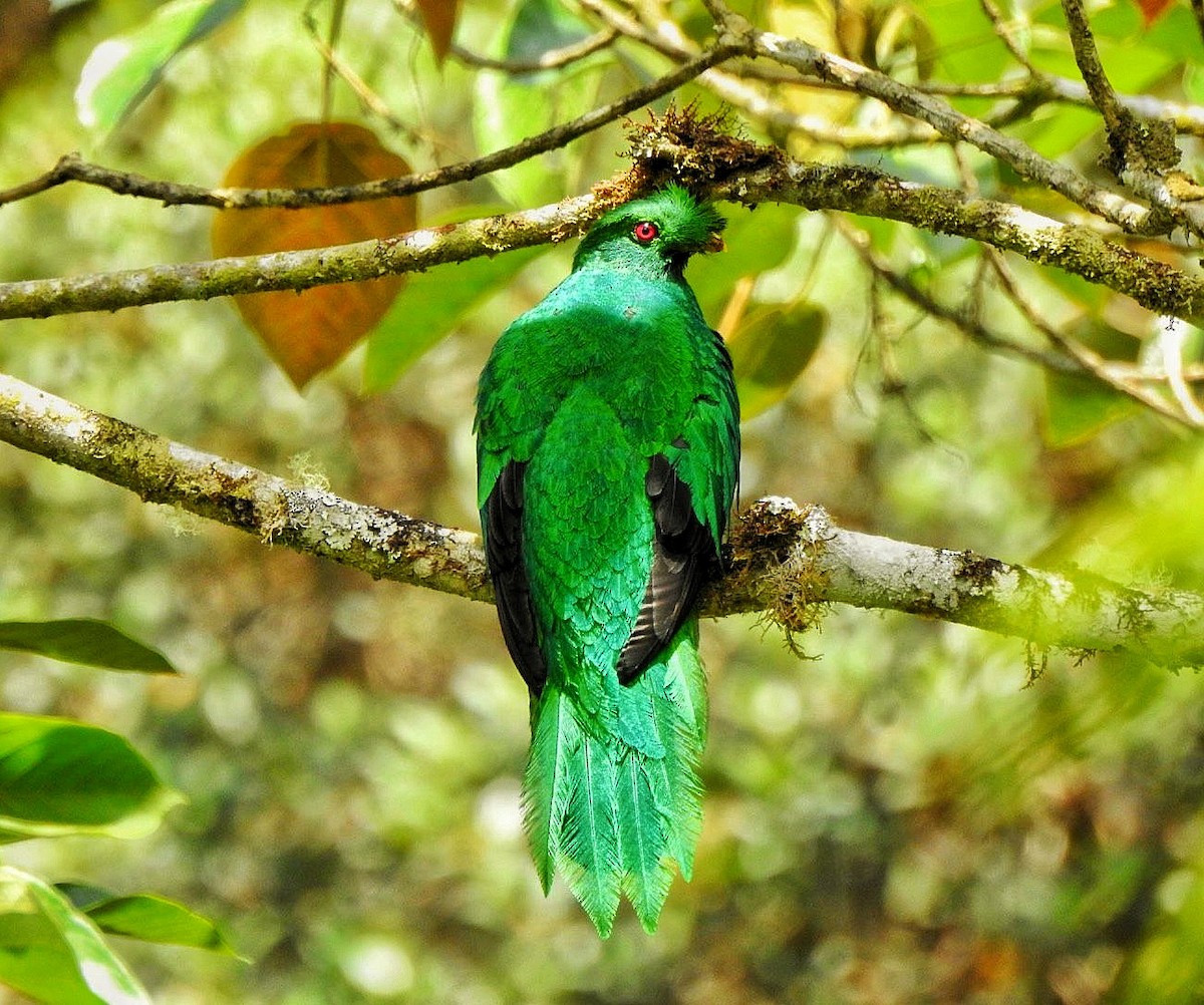 Crested Quetzal - Hernando Polania