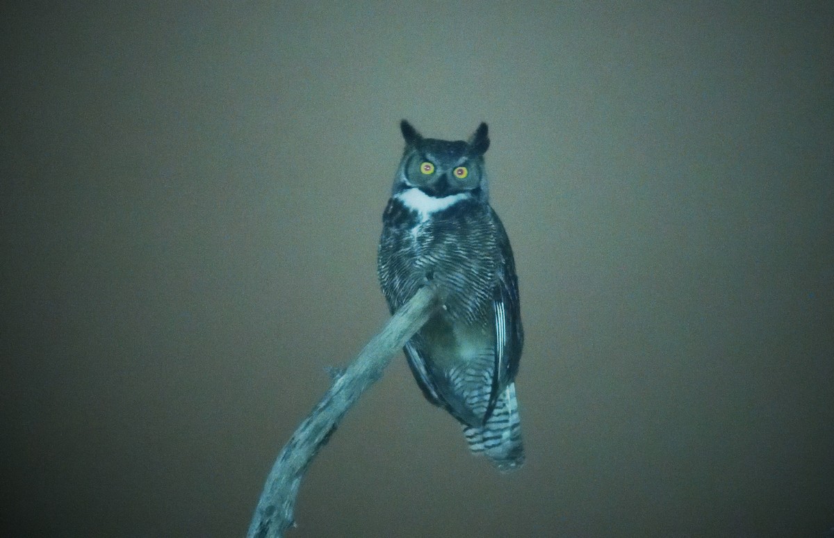 Great Horned Owl - ML615930057