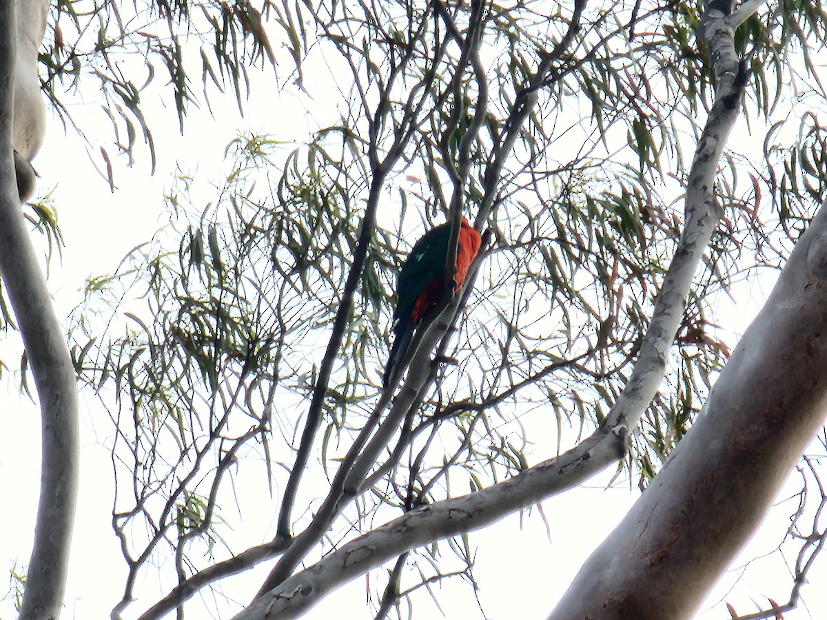 Avustralya Kral Papağanı - ML615930211