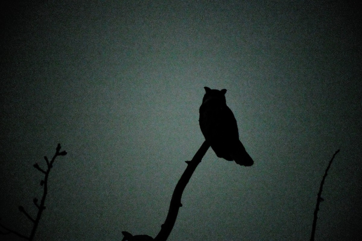 Great Horned Owl - ML615930243