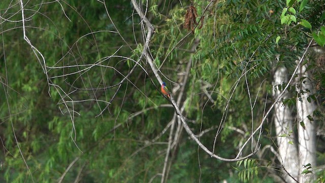 Painted Bunting - ML615930362