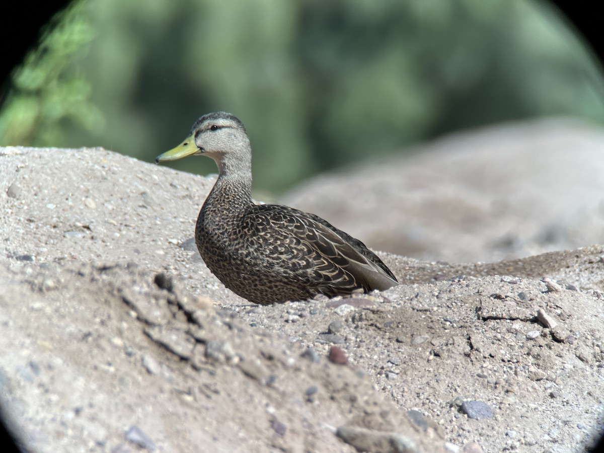 Mexican Duck - ML615930429