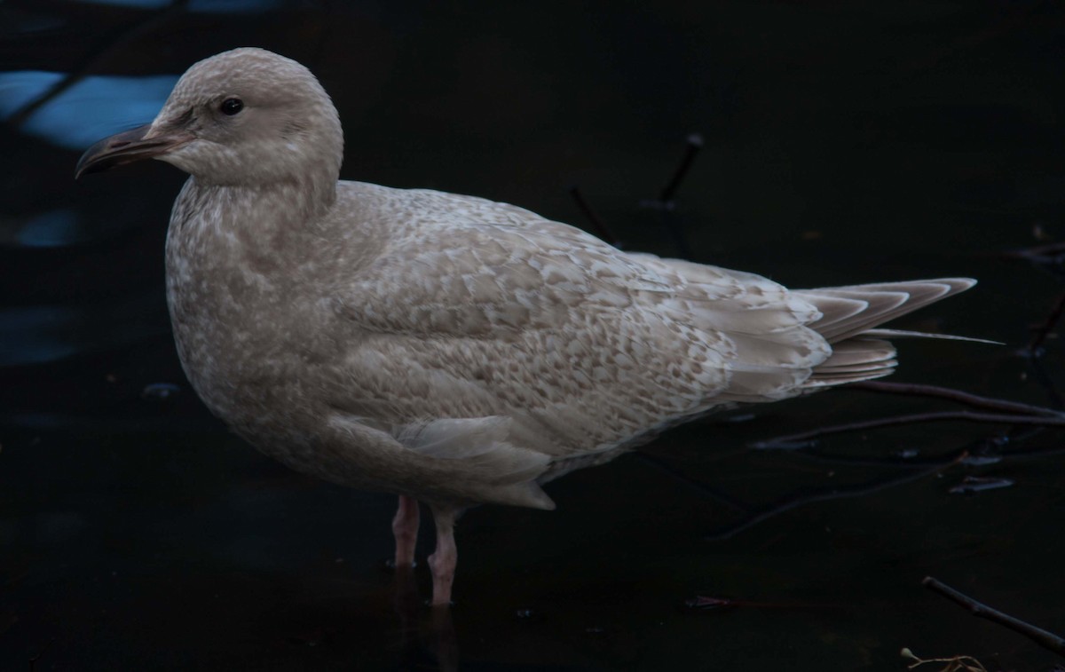 Iceland Gull (Thayer's) - David Vander Pluym