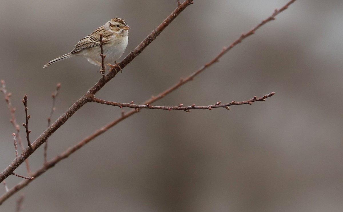 Clay-colored Sparrow - ML615930552