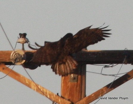 Red-tailed Hawk (Harlan's) - David Vander Pluym