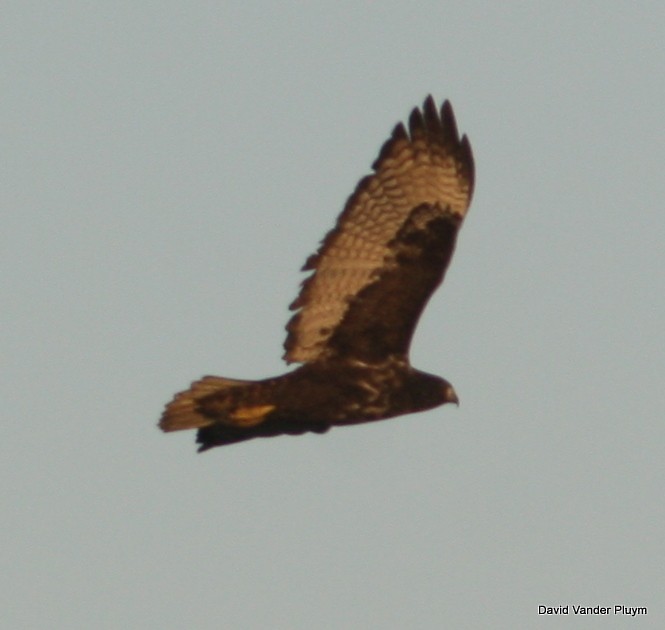 Red-tailed Hawk (Harlan's) - ML615930778