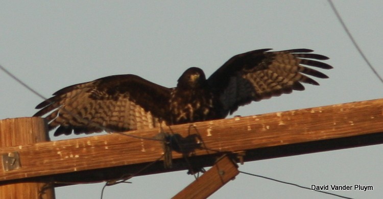 Red-tailed Hawk (Harlan's) - ML615930782